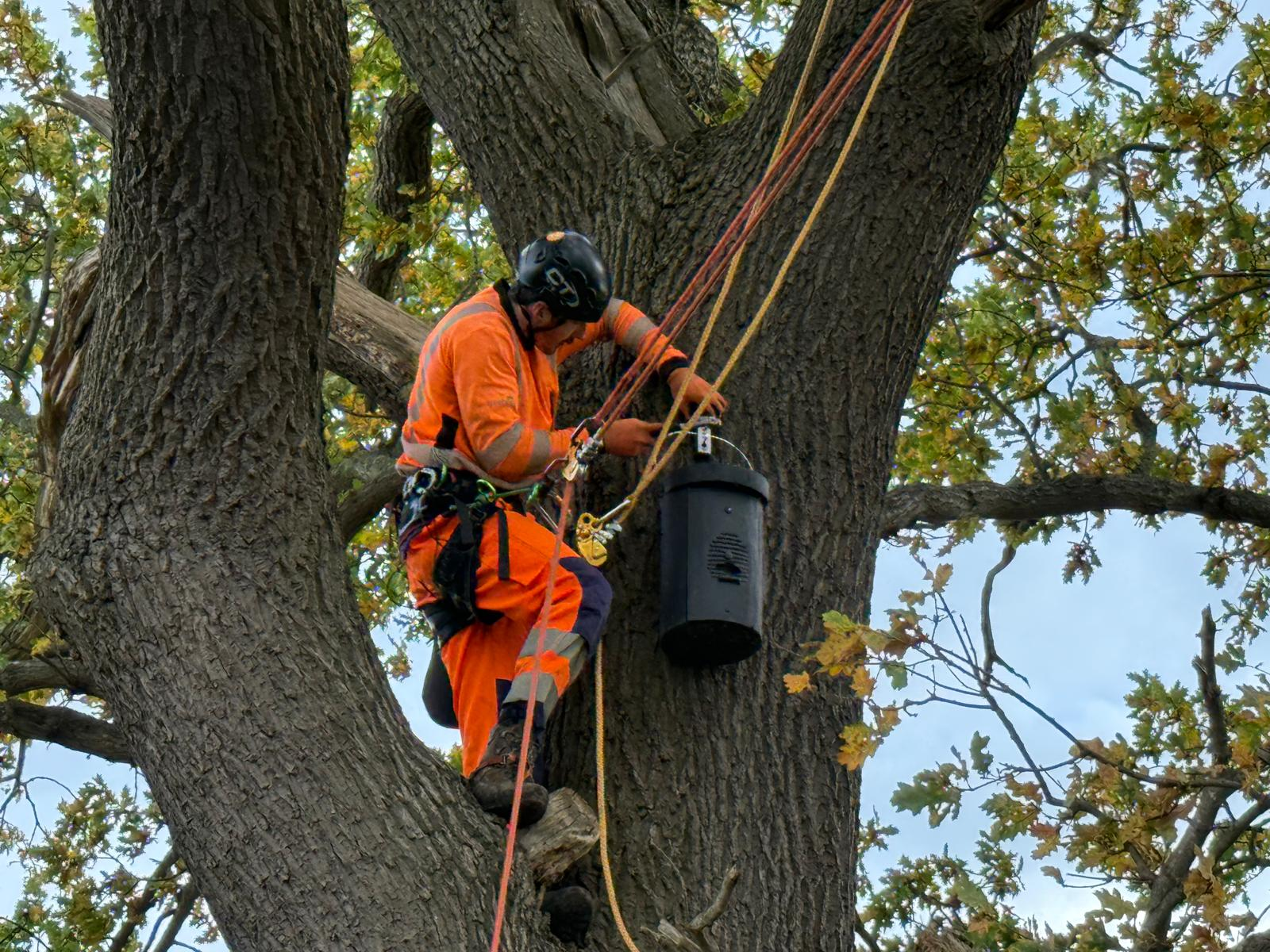 ariel tree inspection