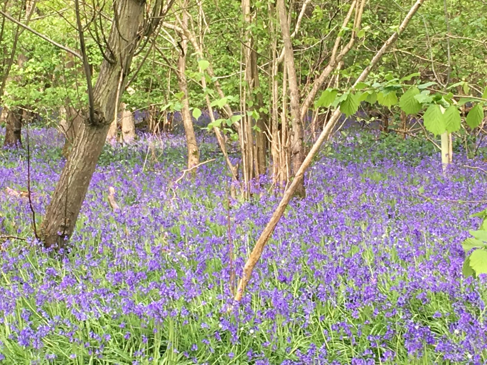 bluebells new