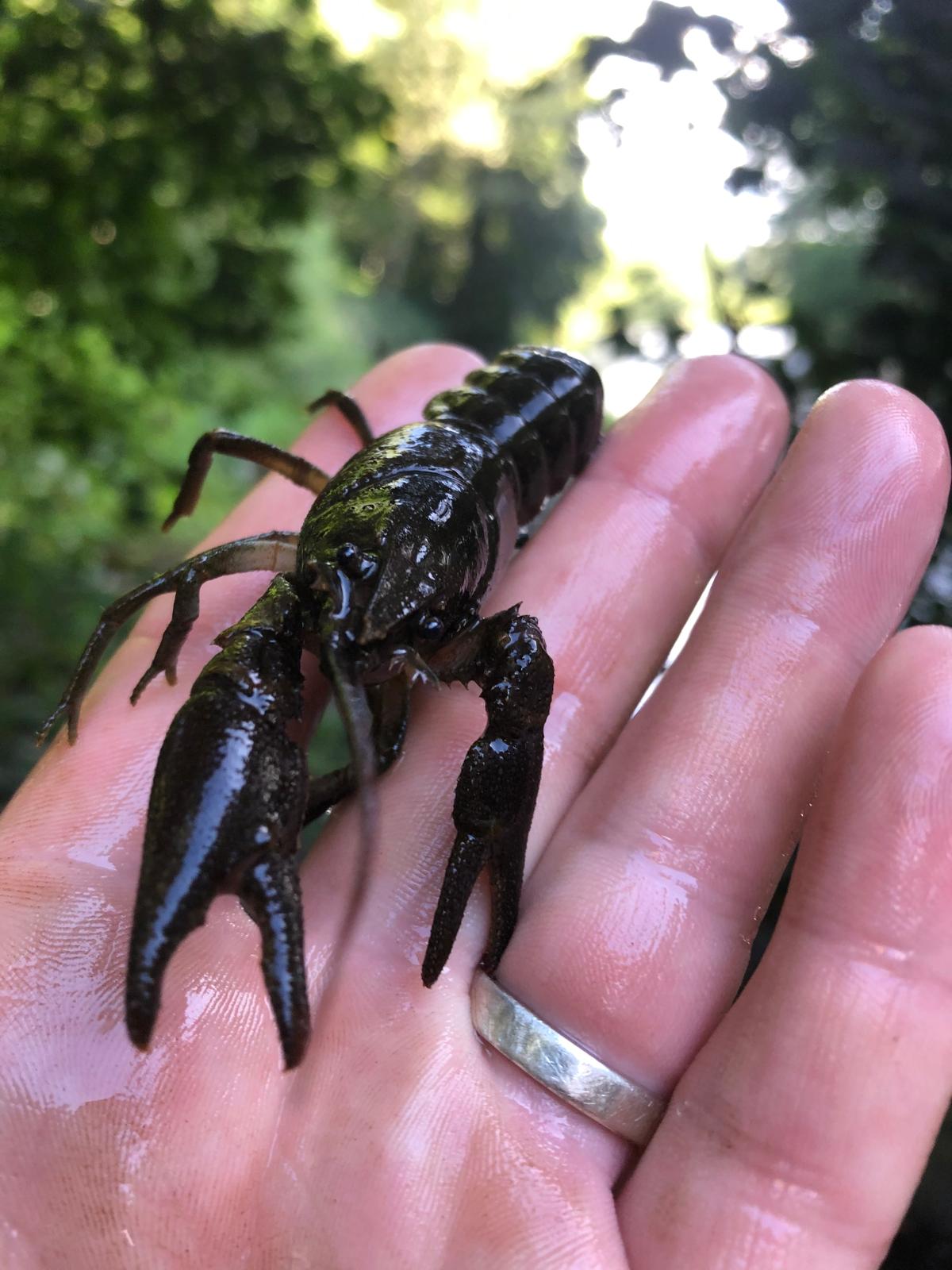 crayfish 3