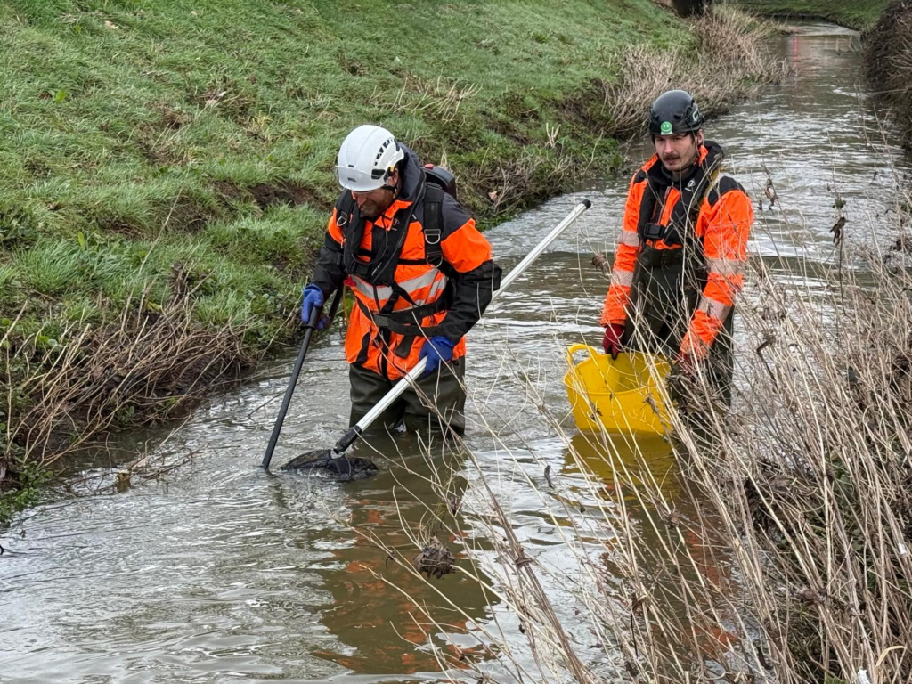 Two ecologists electric fishing a shallow stream during a fish rescue