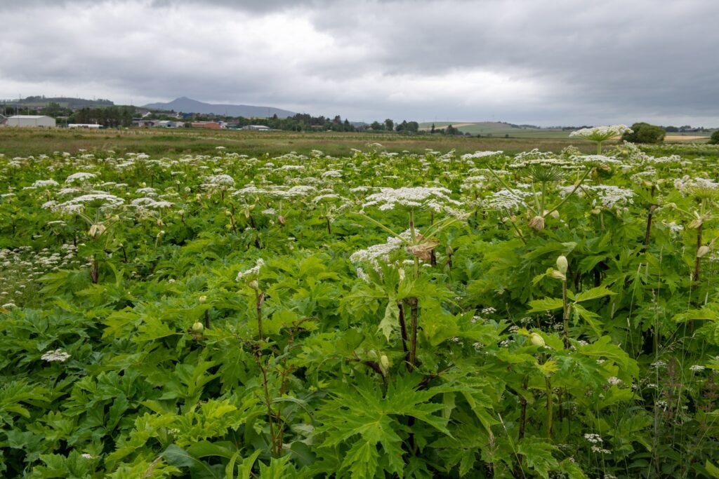 giant hogweed