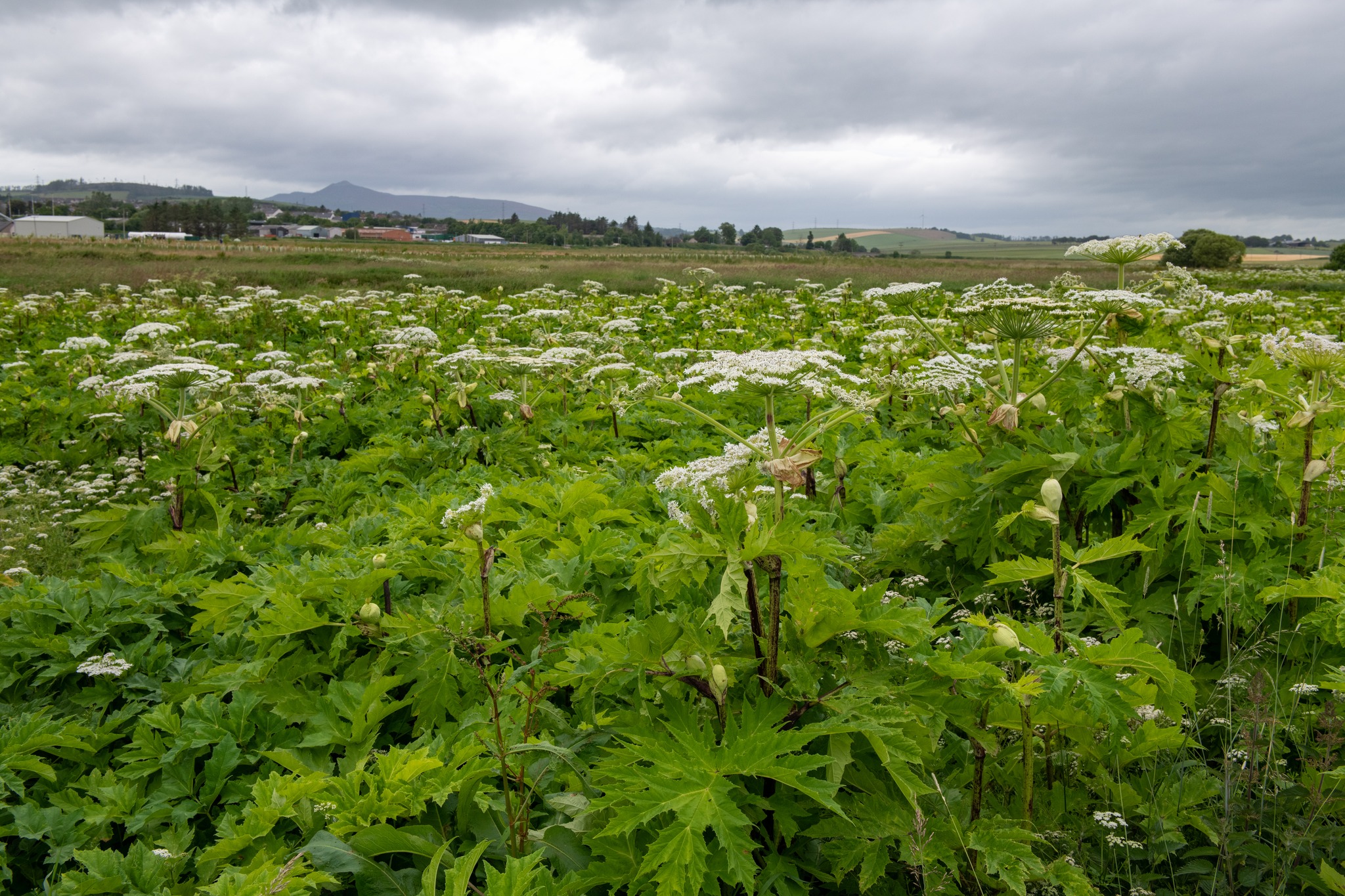 giant hogweed
