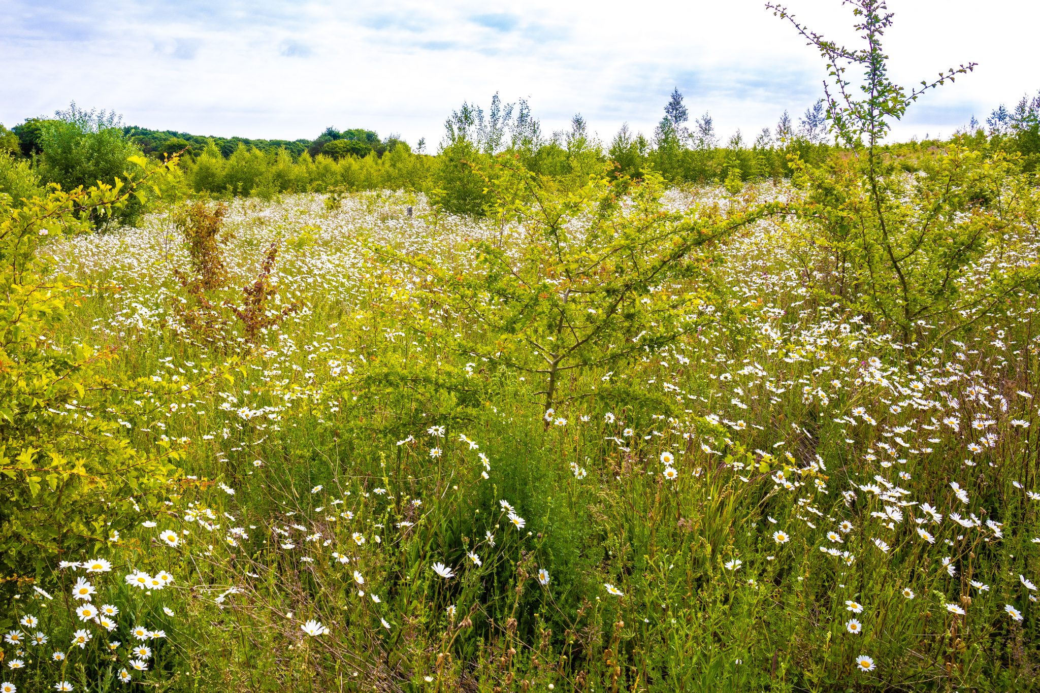 meadow filed with young trees and daisies scaled