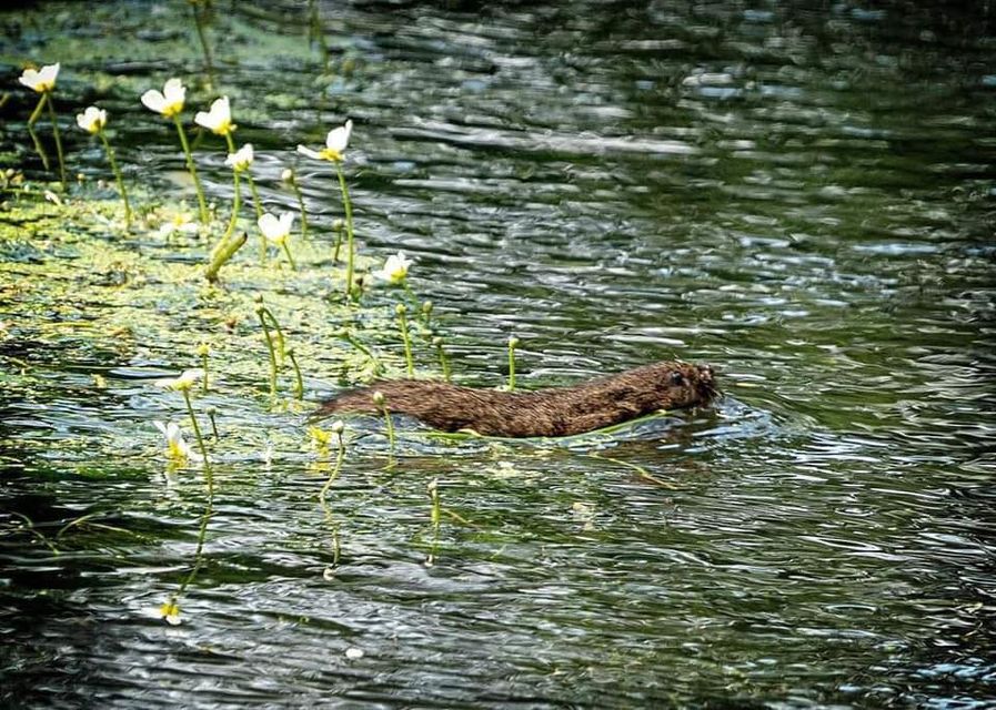 water vole
