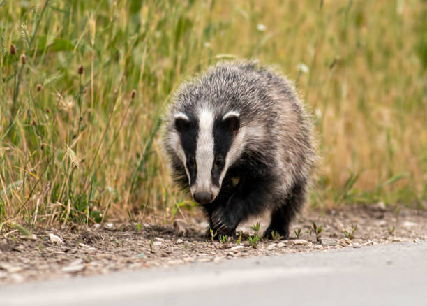 young badger running along the road