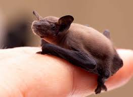 bat