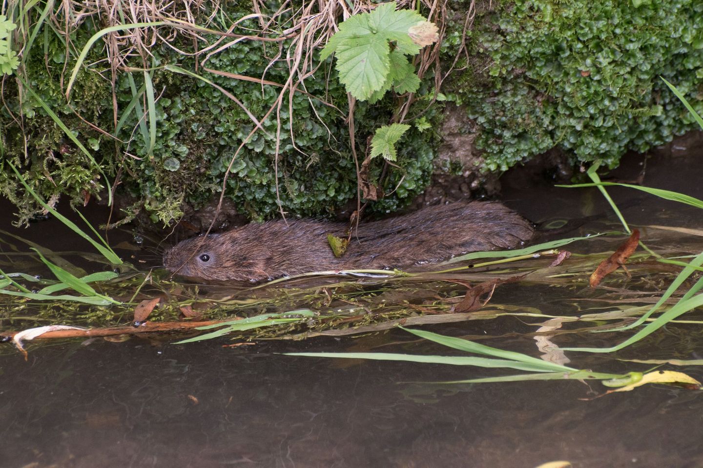 water vole arvicola terrestris 33561717