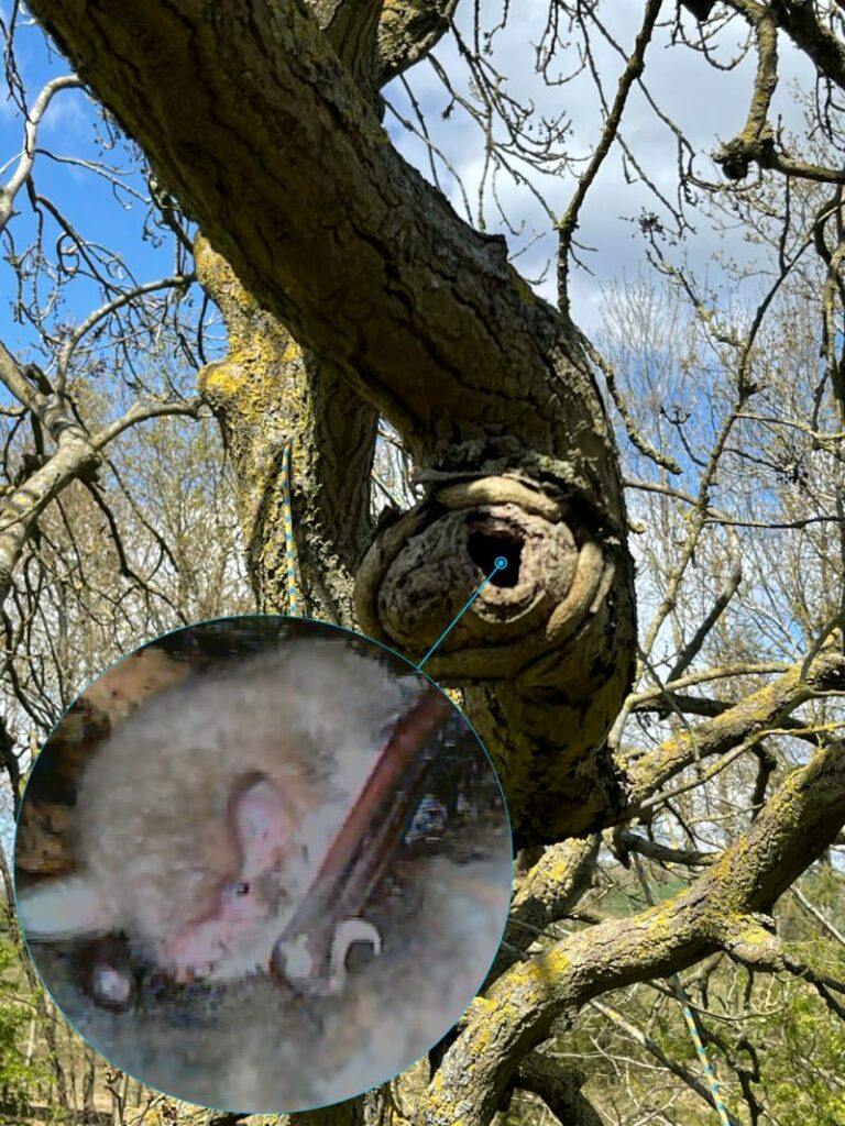 Tree with a rot hole roost feature, with an inset endoscope photo of a Natterer's bat roosting inside