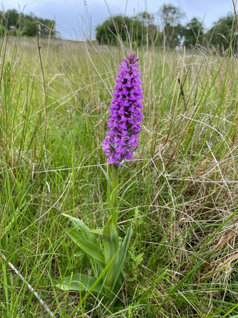 Purple orchid flowering in species-rich grassland, recorded during a habitat survey