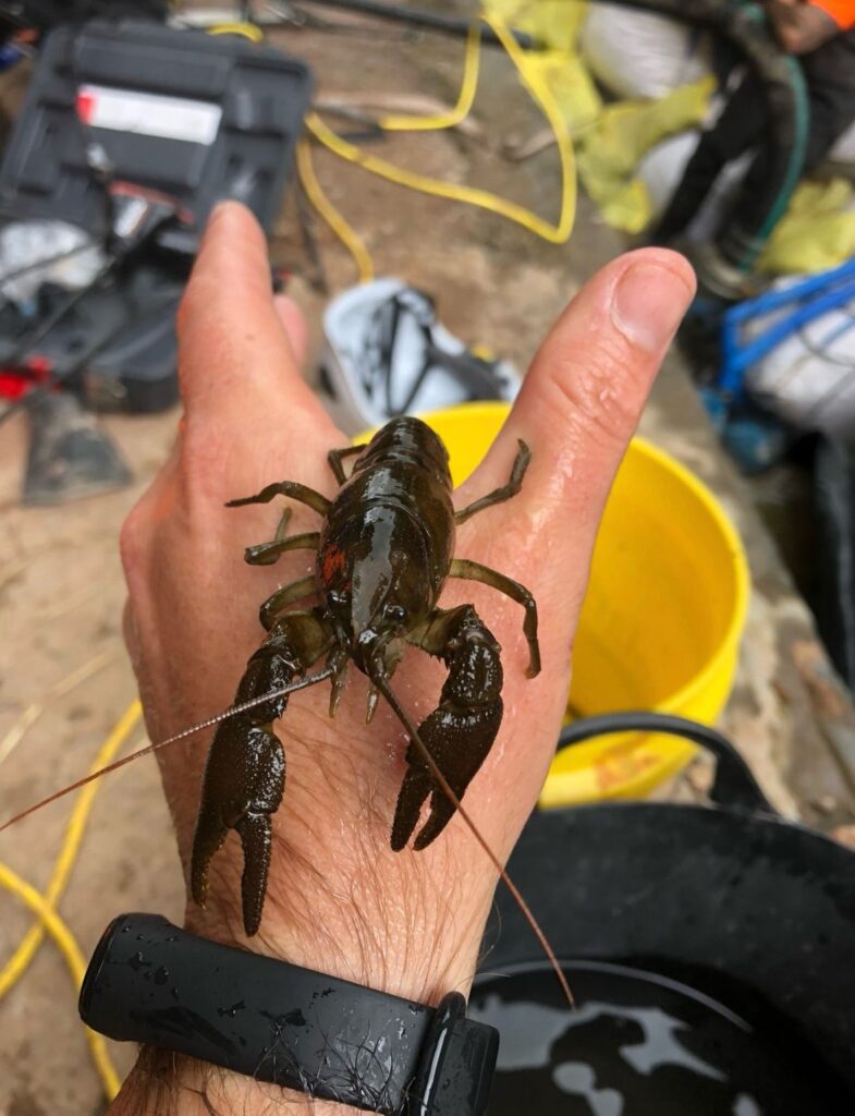 Crayfish held on the back of a hand during a river survey, with survey equipment in the background