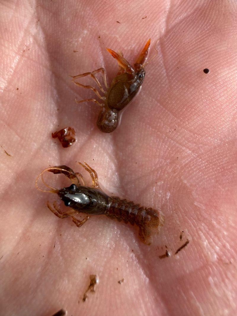 Two juvenile white-clawed crayfish in the palm of a hand