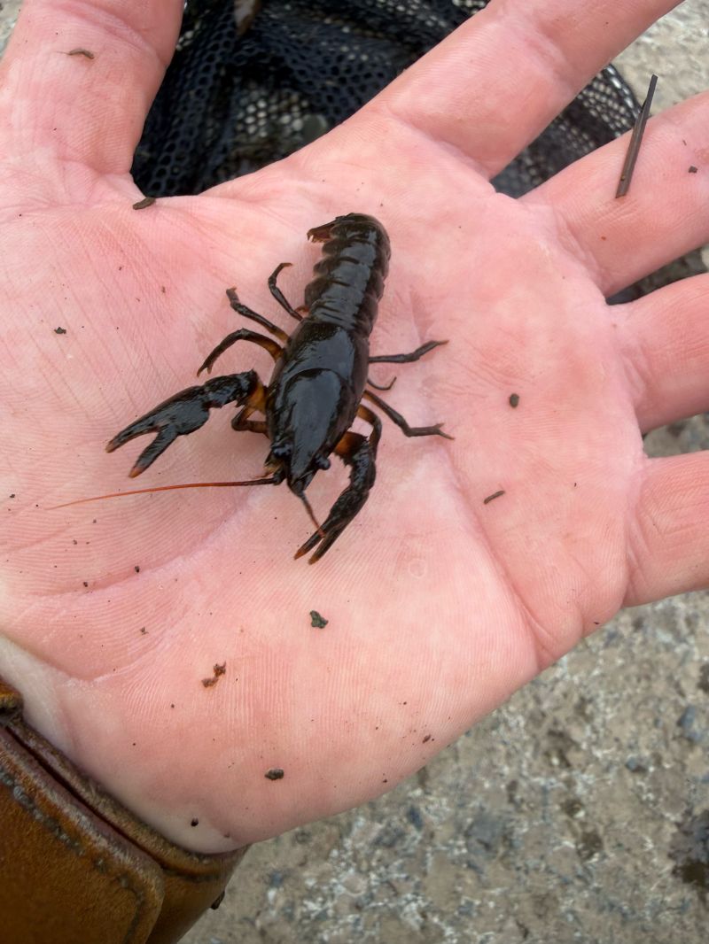 Adult white-clawed crayfish held in the hand during a hand search survey
