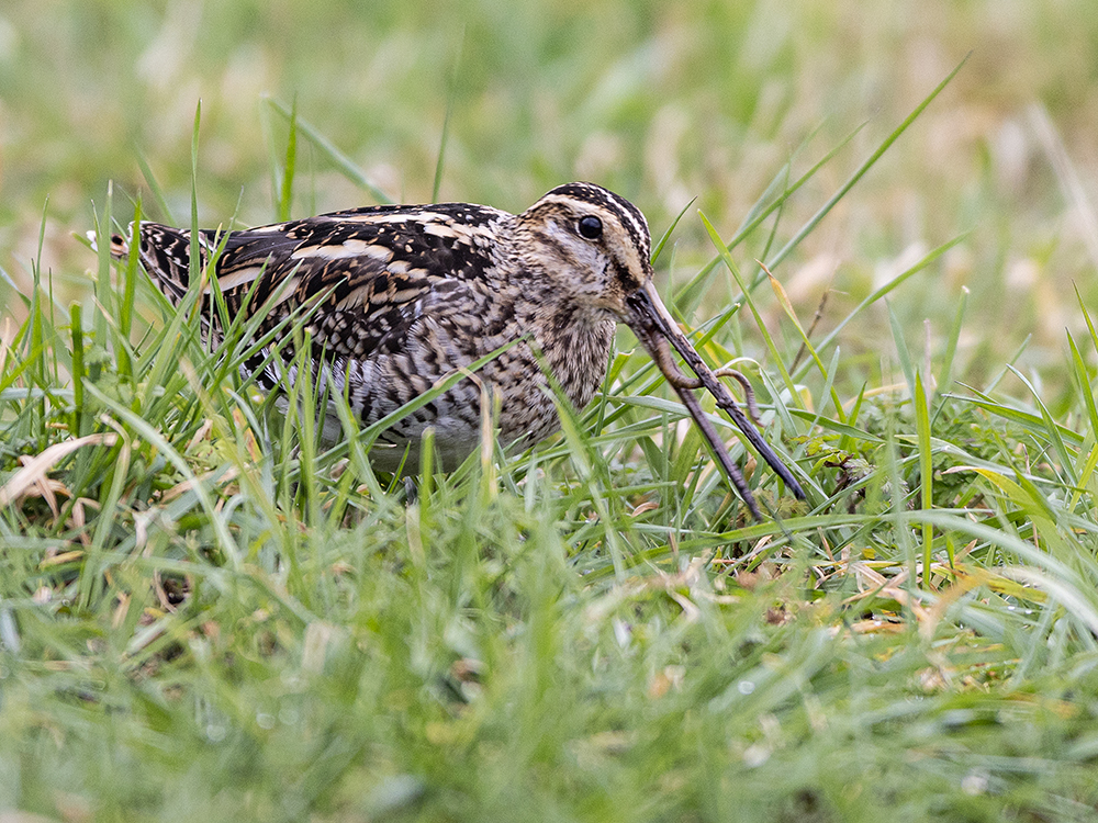 Snipe feeding in grassland, a wintering bird recorded during bird surveys
